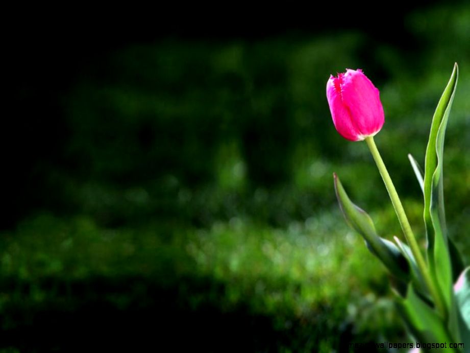 Tulip Wallpapers Wallpaper Cave Tulip Wallpapers Wallpaper Cave