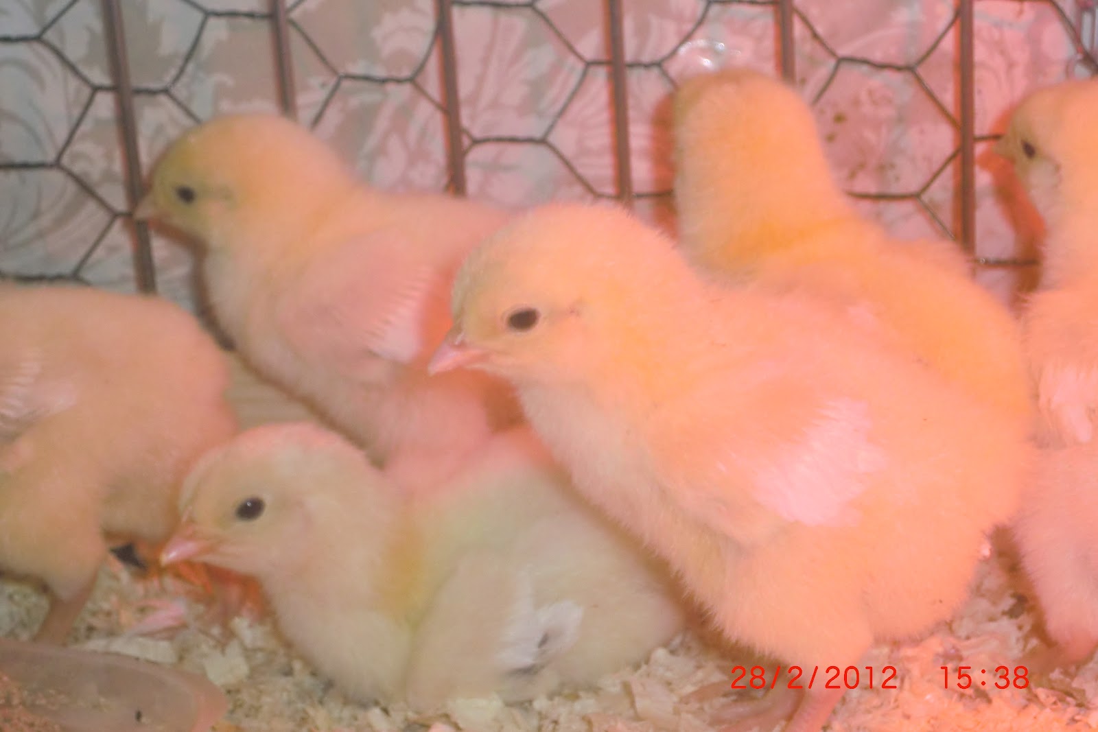 Brook Cottage Farm February 2012