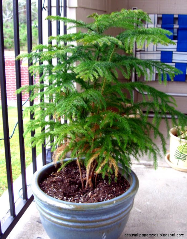 Norfolk Pine Care Indoors Tips For Care Of A Norfolk Island Pine Norfolk Pine Care Indoors Tips For Care Of A Norfolk Island Pine