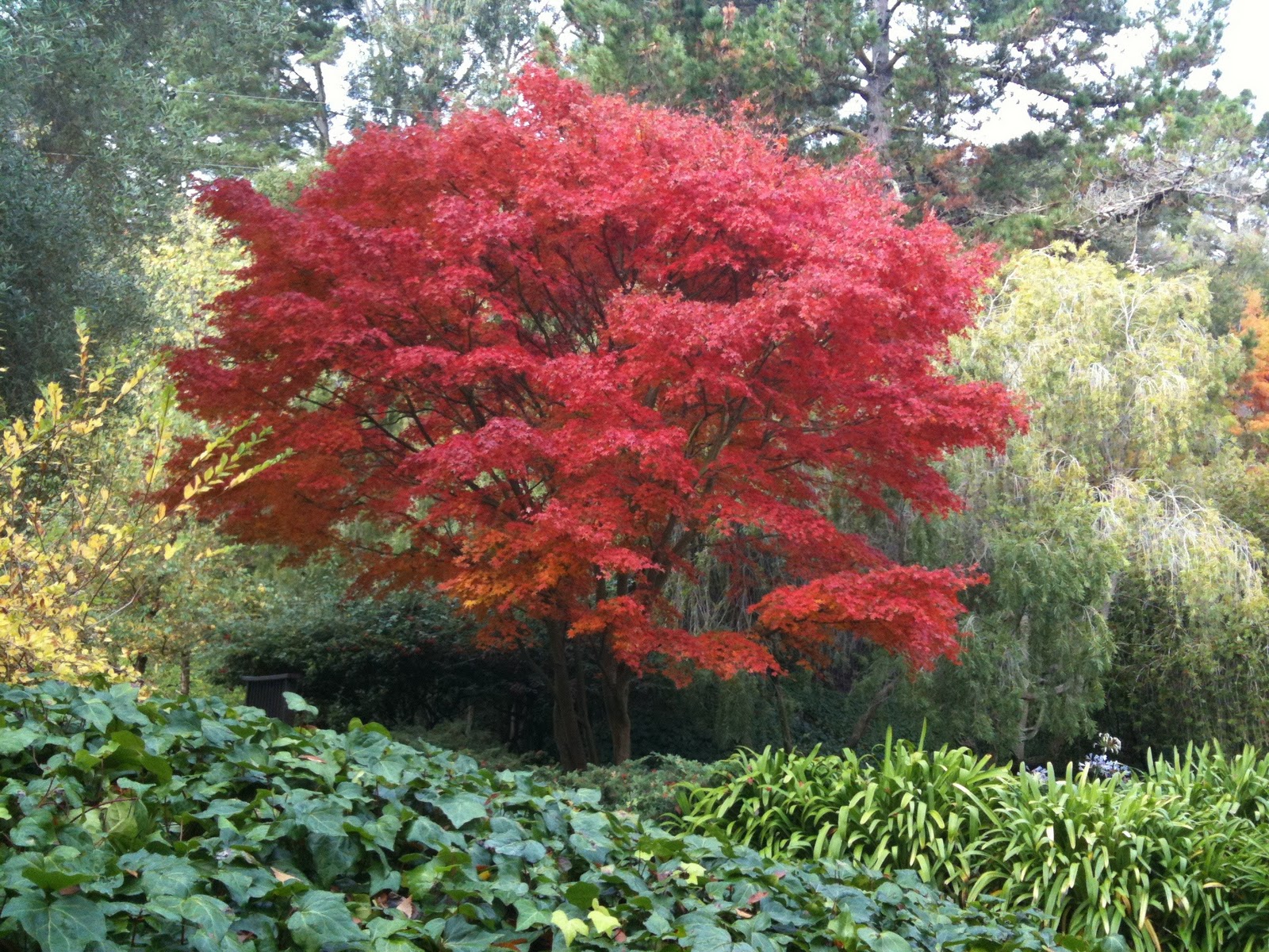 Trees really DO go dormant in winter! Hollis Polk