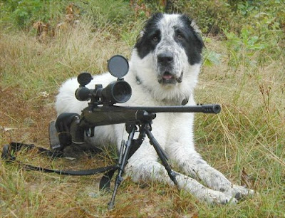Dog With Gun