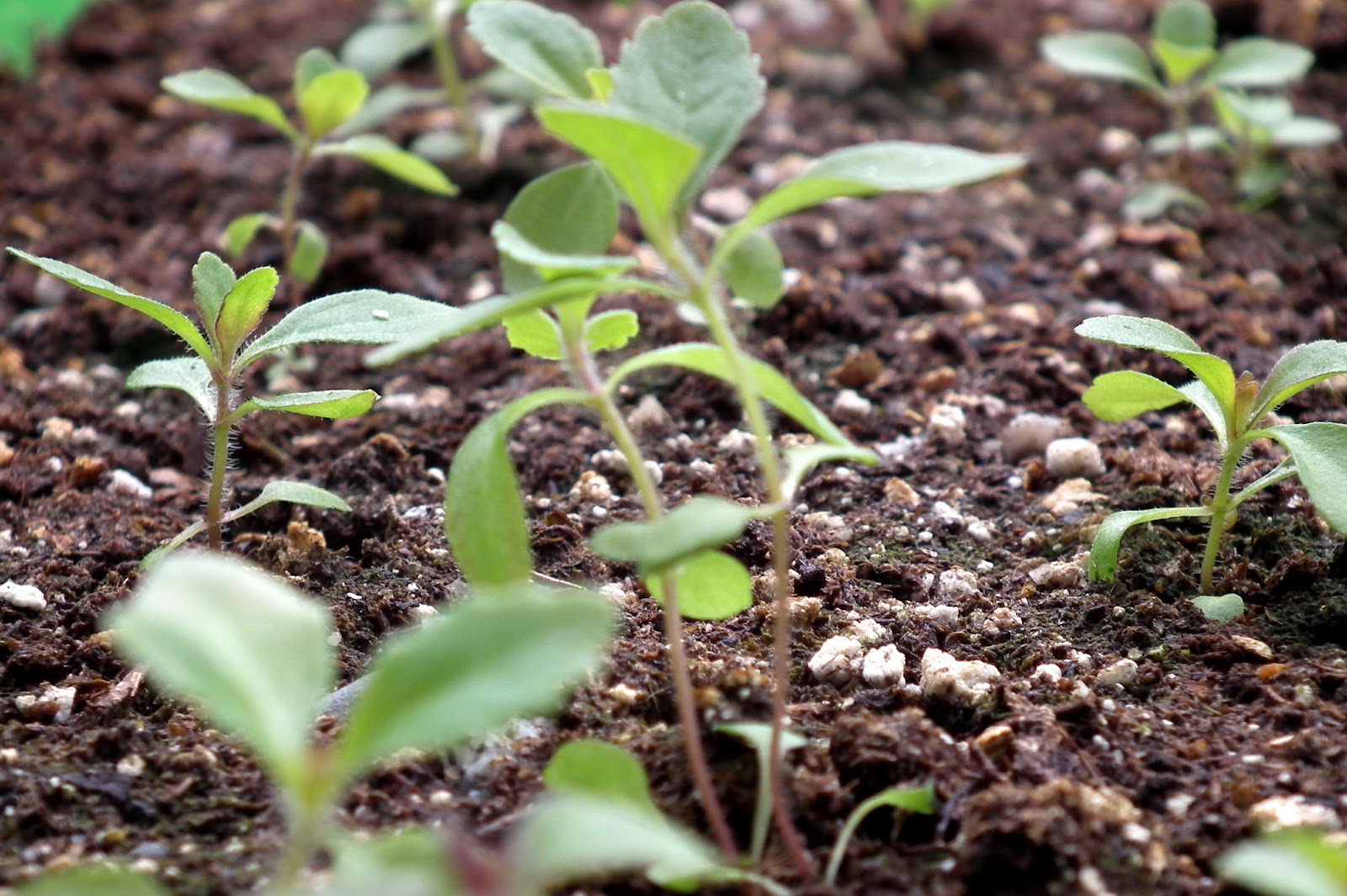 Scented Leaf Stevia Propagation from Seeds