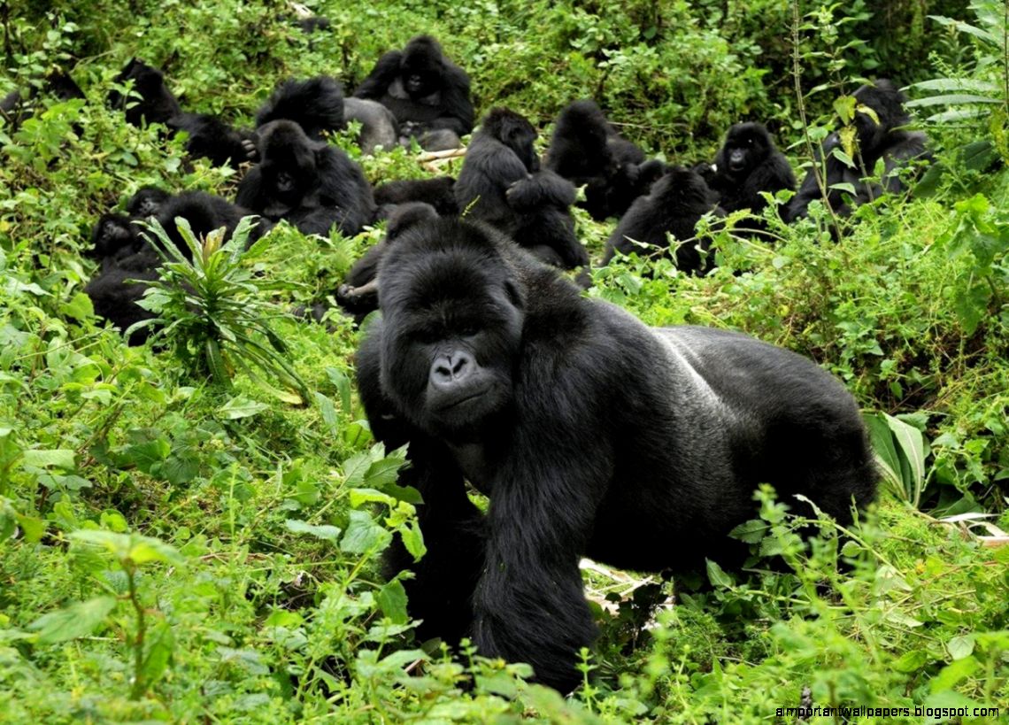 Gorilla Wallpaper Android Apps on Google Play Gorilla Wallpaper Android Apps on Google Play