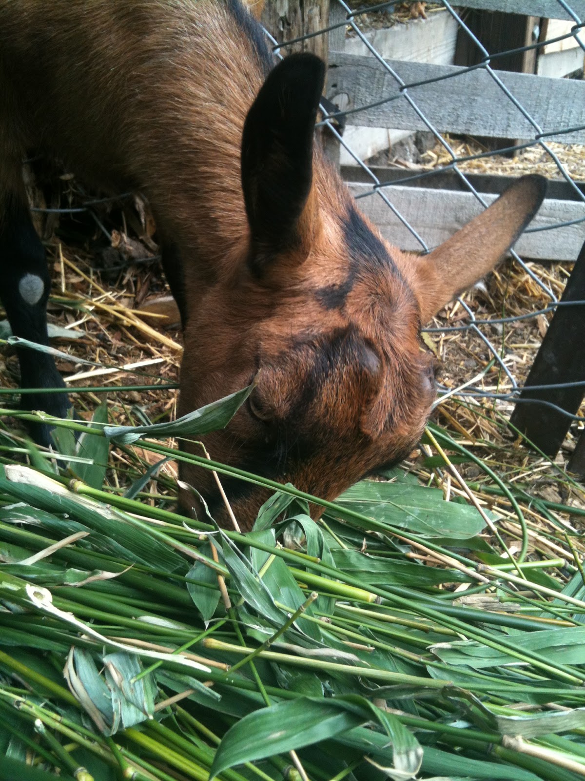 Soul Flower Farm Bamboo Alternative Source of Livestock Feed
