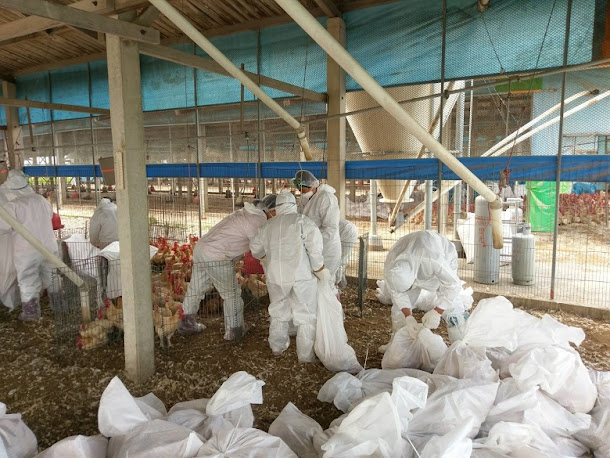 農委會今 (18) 日確診台南市下營區一處養雞場的雞隻感染H5N2亞型高病原性禽流感,動保處隨即撲殺3萬4072隻雞。資料畫面。 農委會今 (18) 日確診台南市下營區一處養雞場的雞隻感染H5N2亞型高病原性禽流感,動保處隨即撲殺3萬4072隻雞。資料畫面。