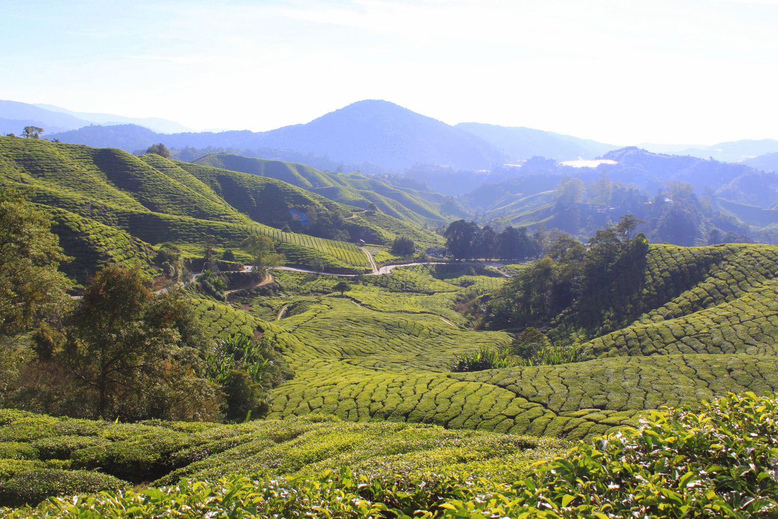 Cameron Highlands - Plantation de thé