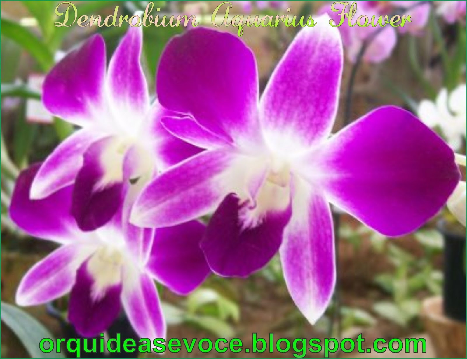 PLANTAS,ORQUIDEAS,DICAS,NOTICIAS,CURIOSIDADES FOTOS DE ORQUÍDEAS RARAS