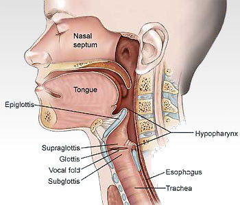 Throat Anatomy Diagram