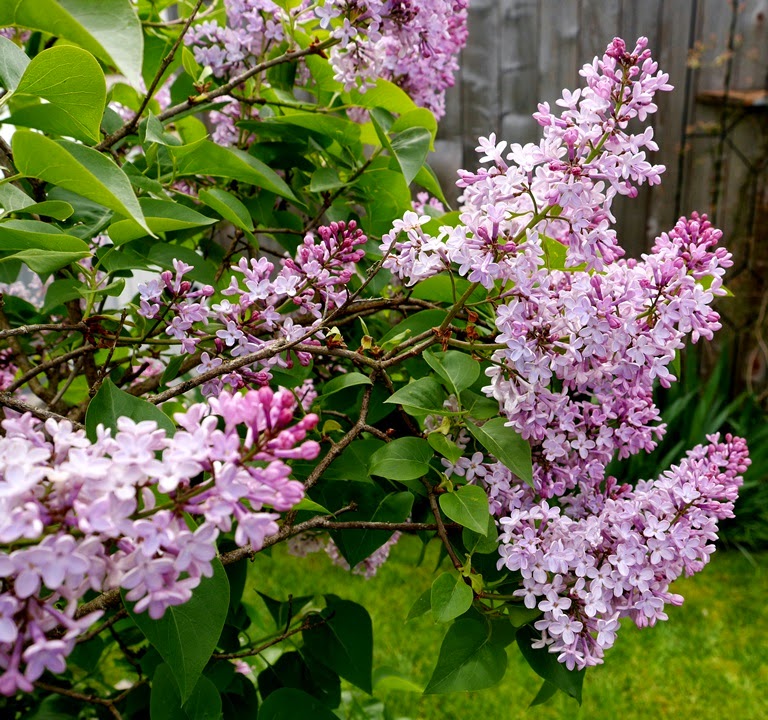 Fabric Paper Thread When Lilacs Bloom
