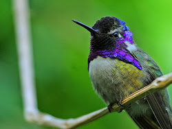 Costa's Hummingbird