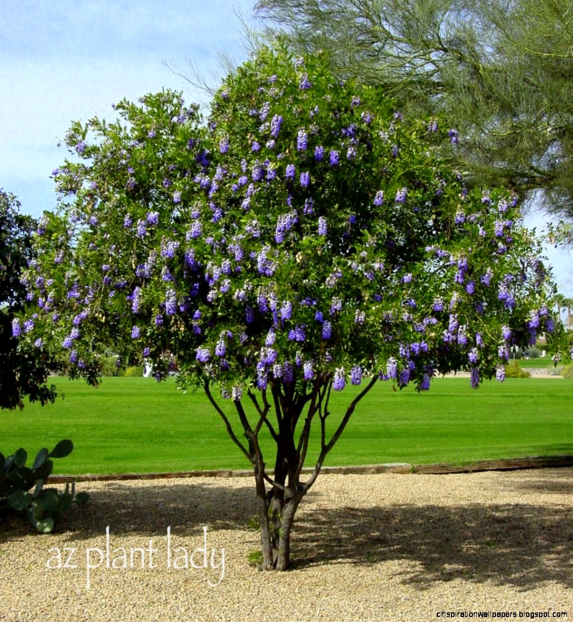 RAMBLINGS FROM A DESERT A Wonderful 2 RAMBLINGS FROM A DESERT A Wonderful 2
