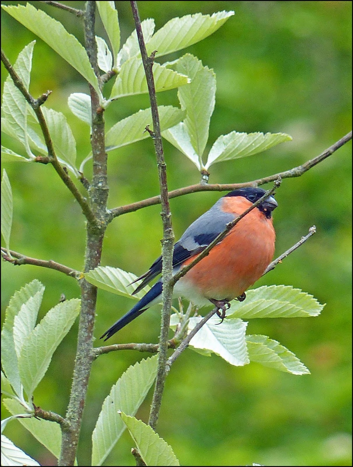 Wild and Wonderful Scottish Odyssey 2 Finches at Dunvegan on Skye