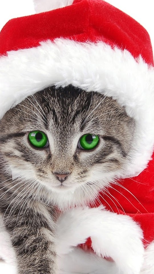 Christmas Cat  Android Best Wallpaper