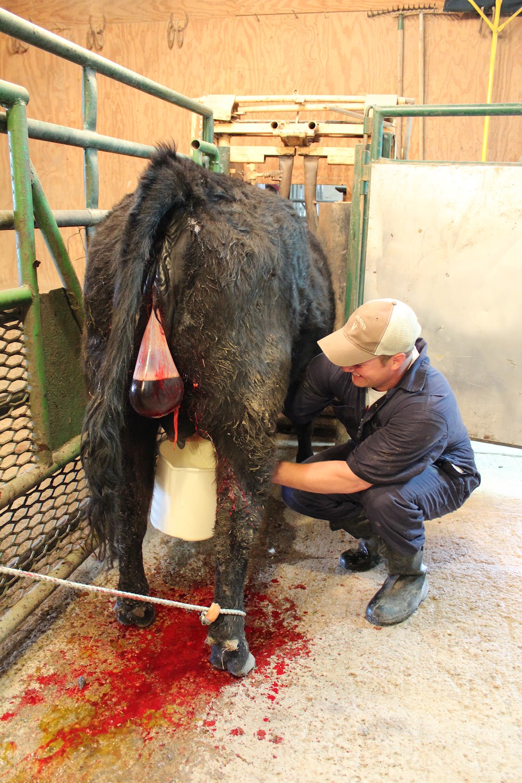 The Ninth Year...: Beef Cattle Calving in Clay Center, Nebraska