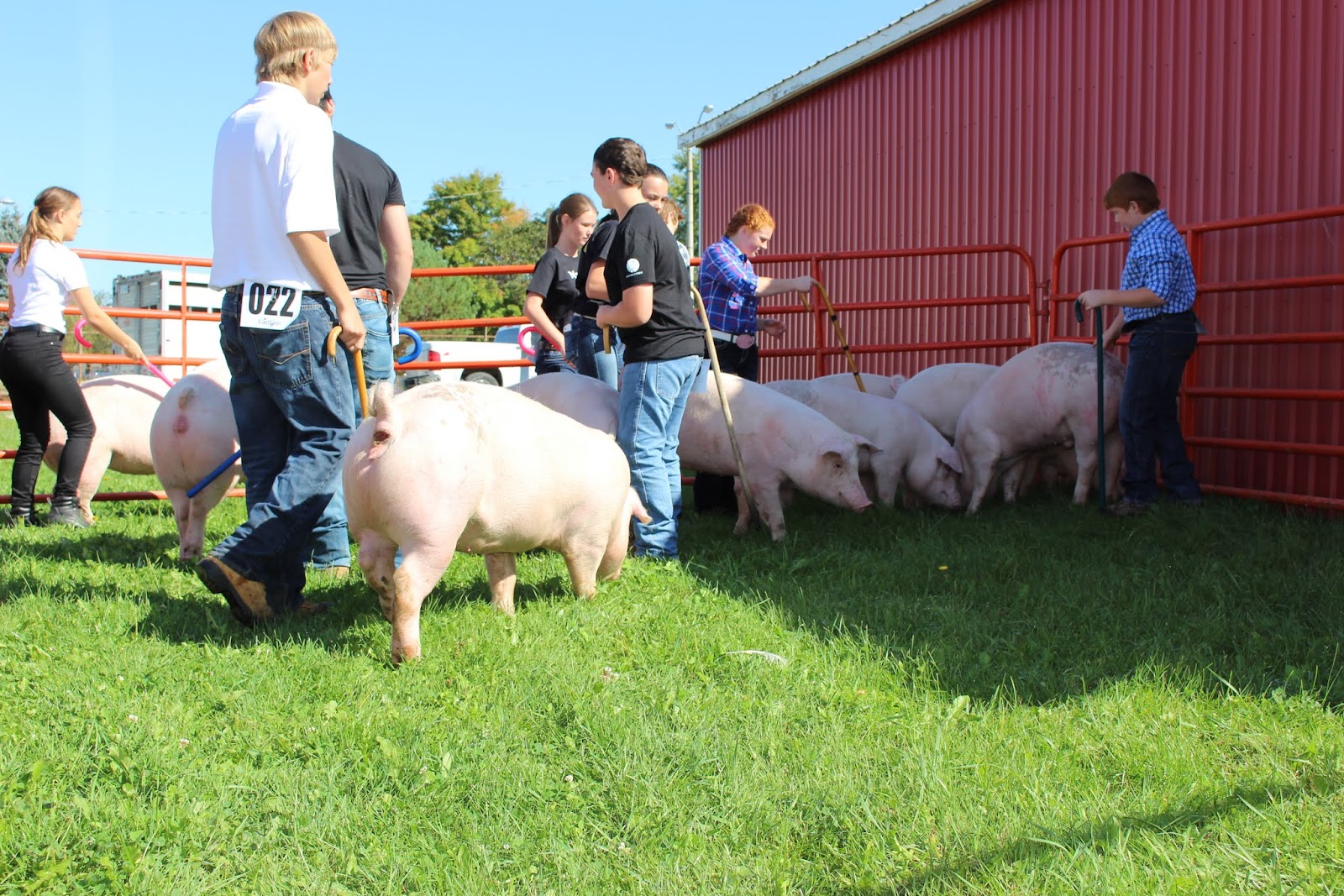Dwyer's Farmhouse 4H Pig Show