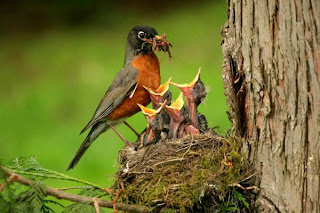 OH BOY OH BOY WORMS NOM NOM NOM