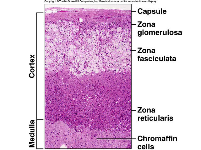 adrenal cortex adrenal cortex