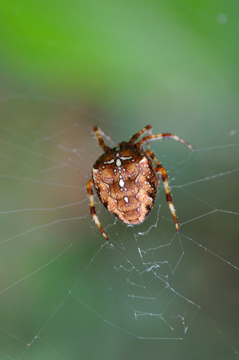 Three Counties Wildlife Last of the summer spiders