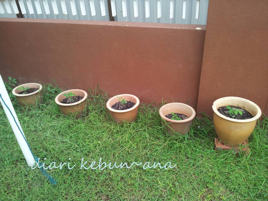 Tanamsendiri Com Grow Your Own Tanam Sendiri Bunga Telang Dalam Pasu