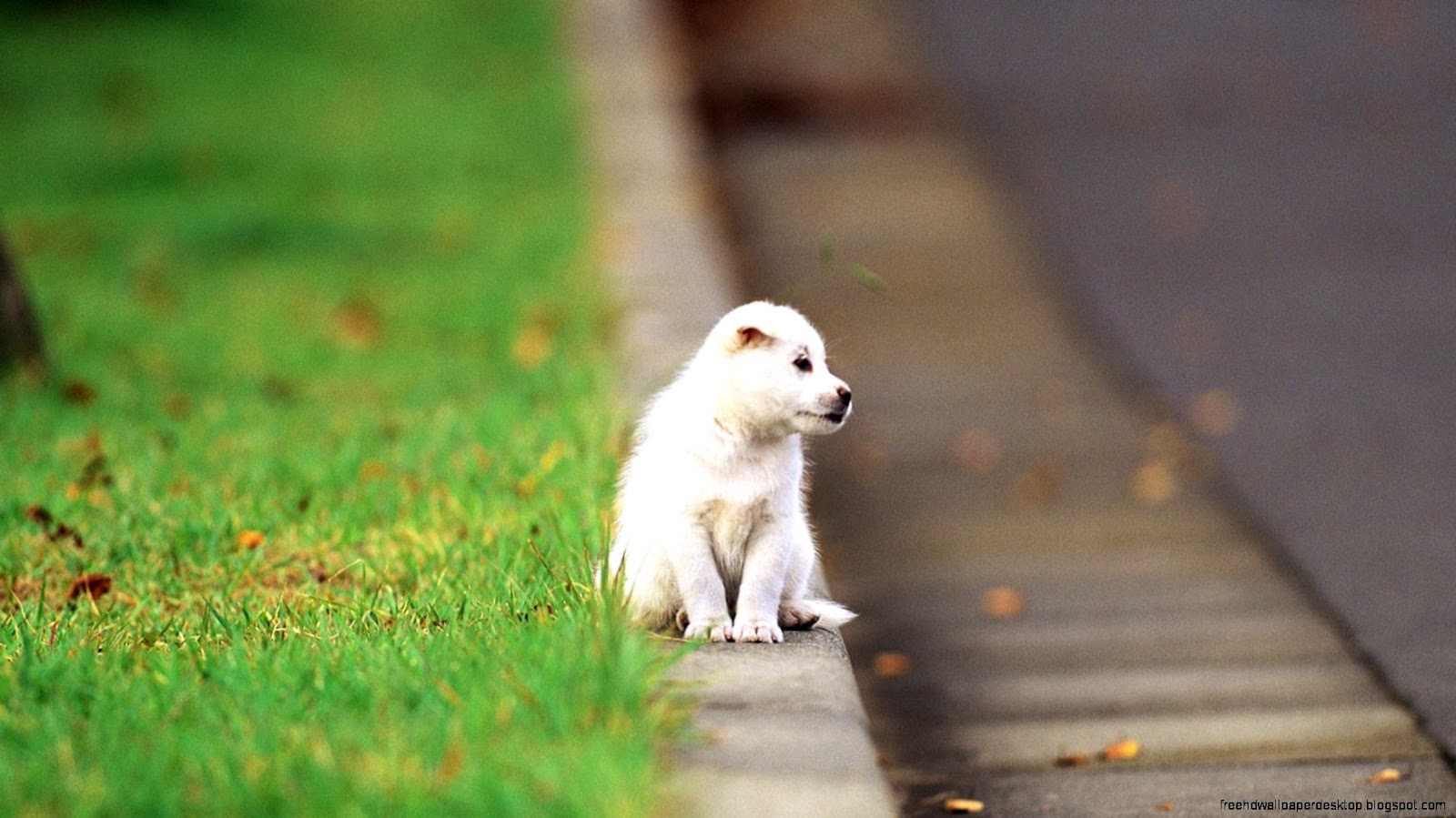 Cute Puppy Dogs Cute Puppy Dogs