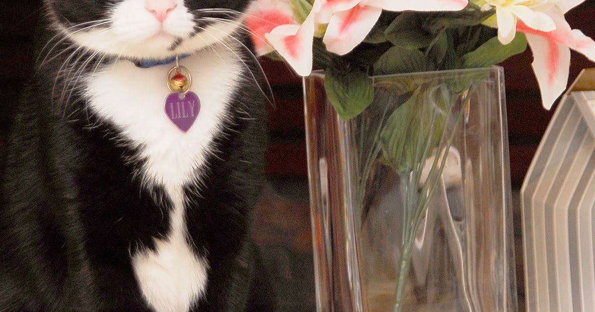 Small Animal Talk Three things I learned acute renal failure