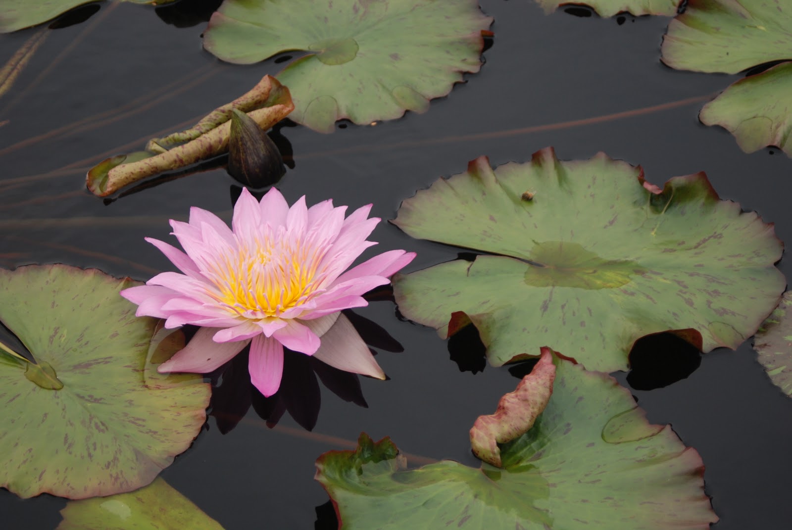 Birds and Barbells Water lily Pond