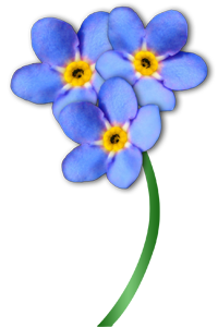 ForgetMeNot: forget me nots