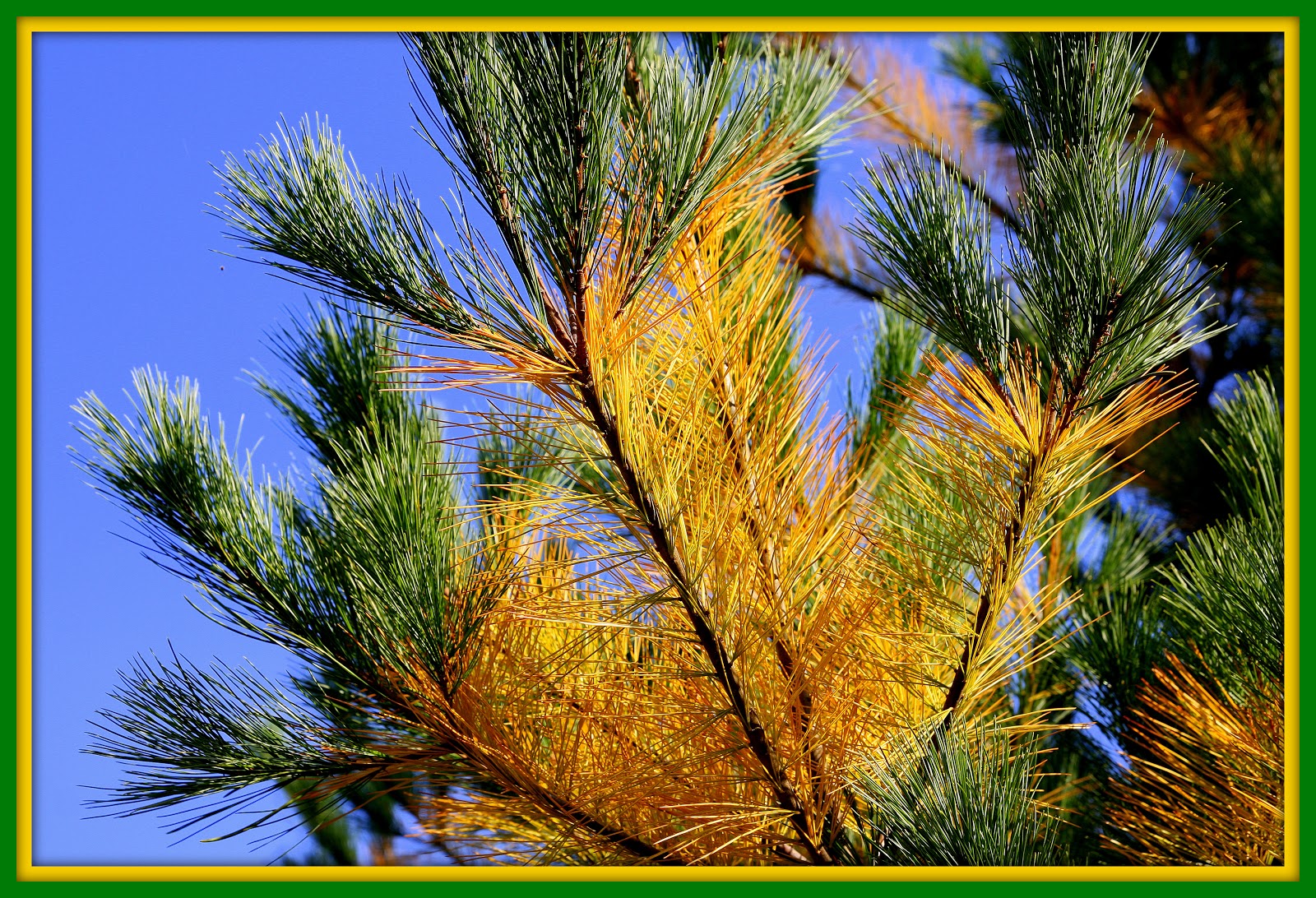 Why Are My Pine Trees Turning Yellow at Jessica Saltzman blog