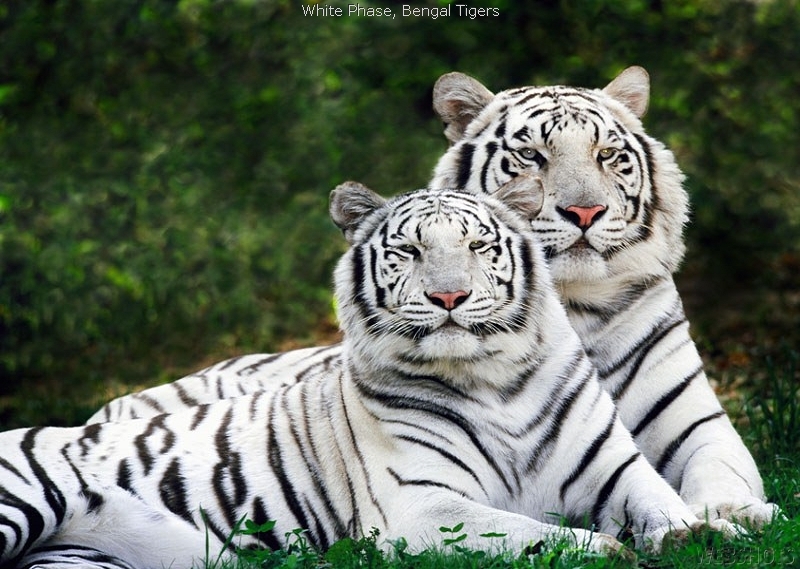 Gimana Gambar Harimau Dan Harimau Lucunya Bagus Baguskan Ada Yang Gimana Gambar Harimau Dan Harimau Lucunya Bagus Baguskan Ada Yang