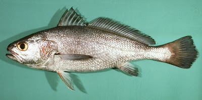 黃唇魚 Bahaba taipingensis