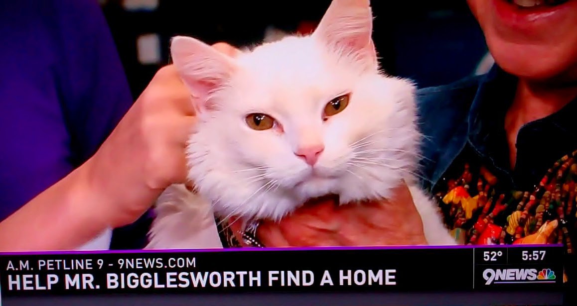 Denver PR News and Information Mr. Bigglesworth Charms Denver PR News and Information Mr. Bigglesworth Charms