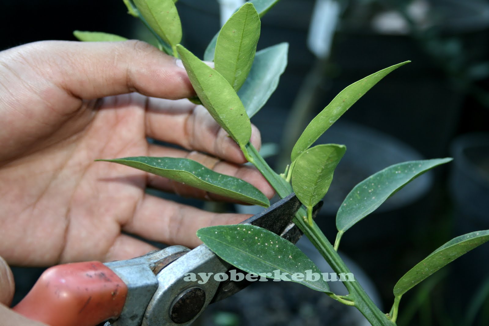 Ayo berkebun Okulasi Jeruk yuk&hellip;..