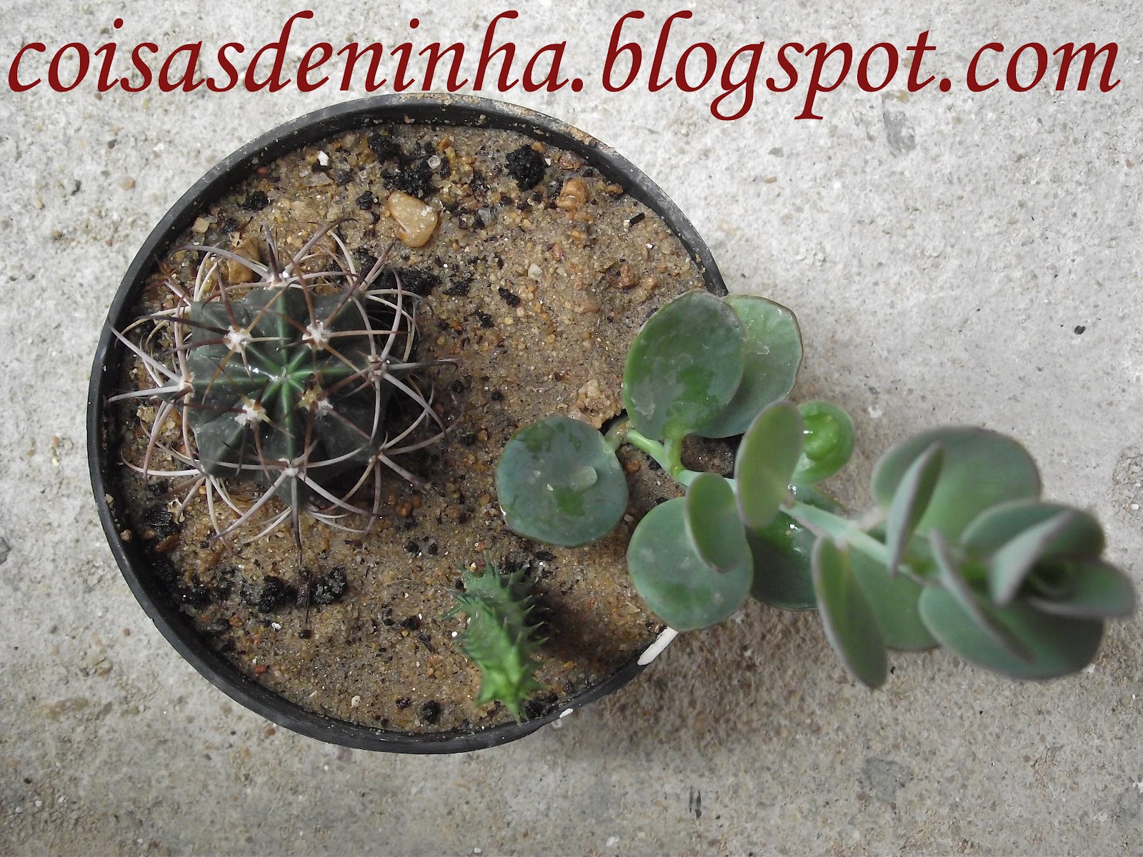 mini jardim de cactus:Coisas de Ninha: Mini jardim de cactos. mini jardim de cactus:Coisas de Ninha: Mini jardim de cactos.