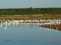 As garças brancas