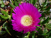 Las plantas exóticas son todas aquellas que no son autóctonas.