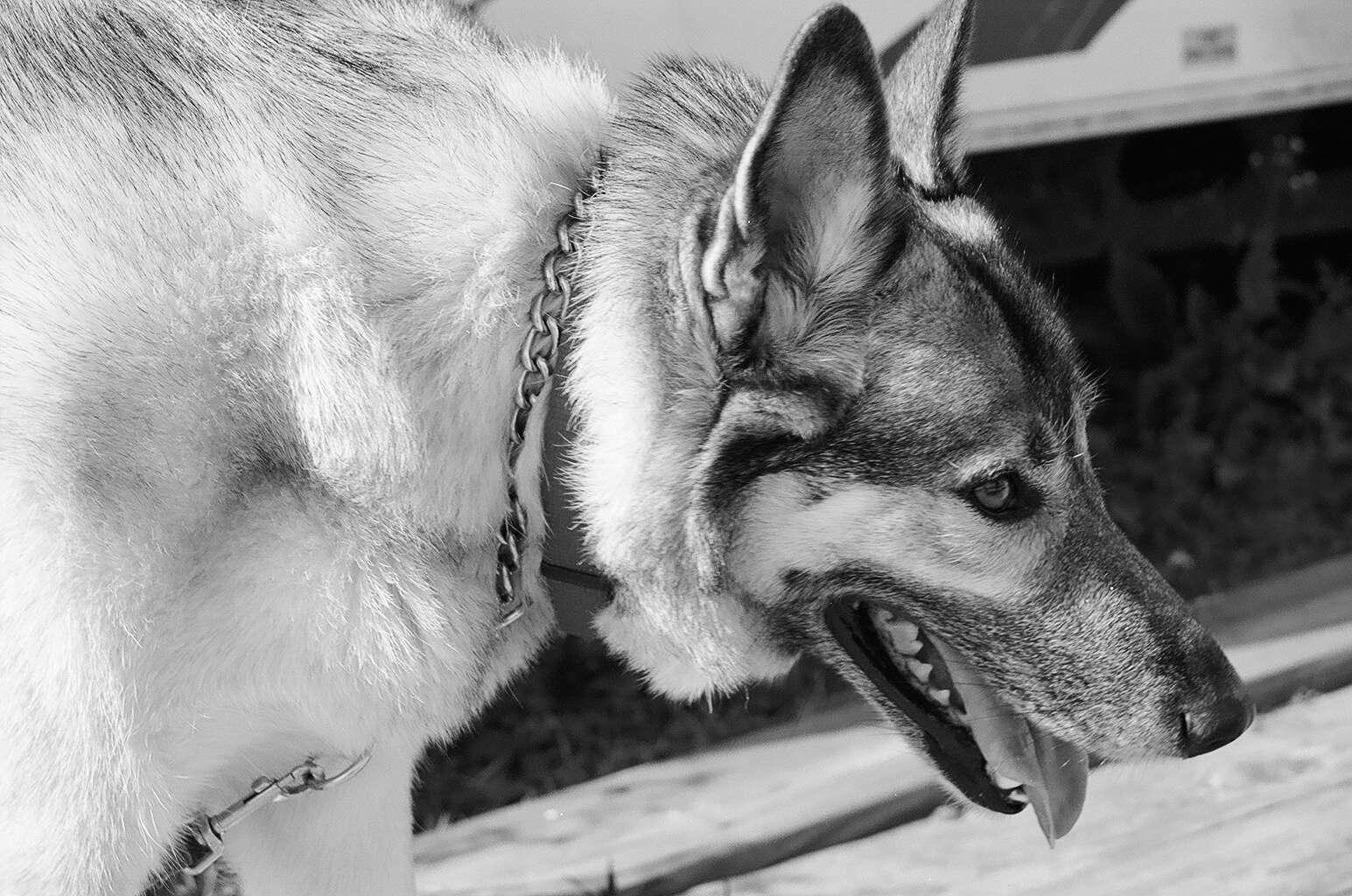 Timber Wolf Mixed With German Shepherd Shepherd, timber wolf mix Timber Wolf Mixed With German Shepherd Shepherd, timber wolf mix