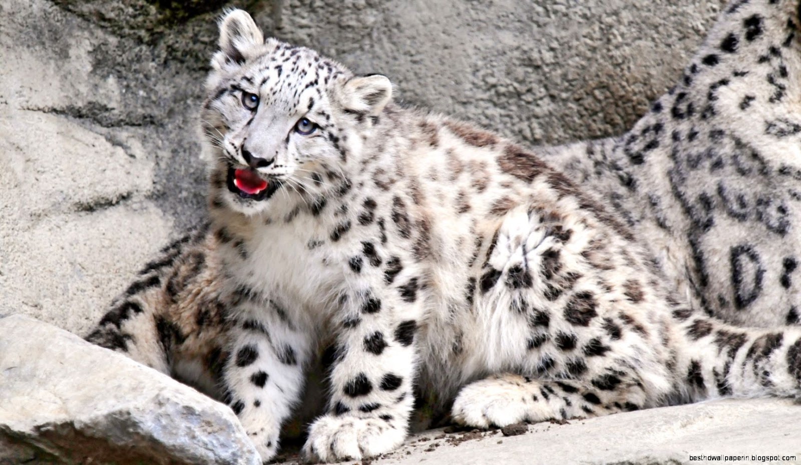 Cute Snow Leopard Cute Snow Leopard