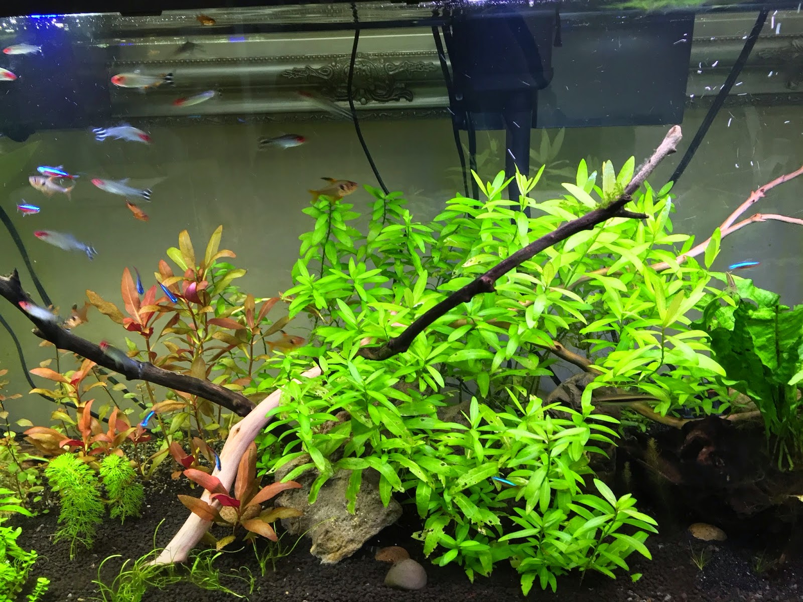 aquaticszone my freshwater aquarium