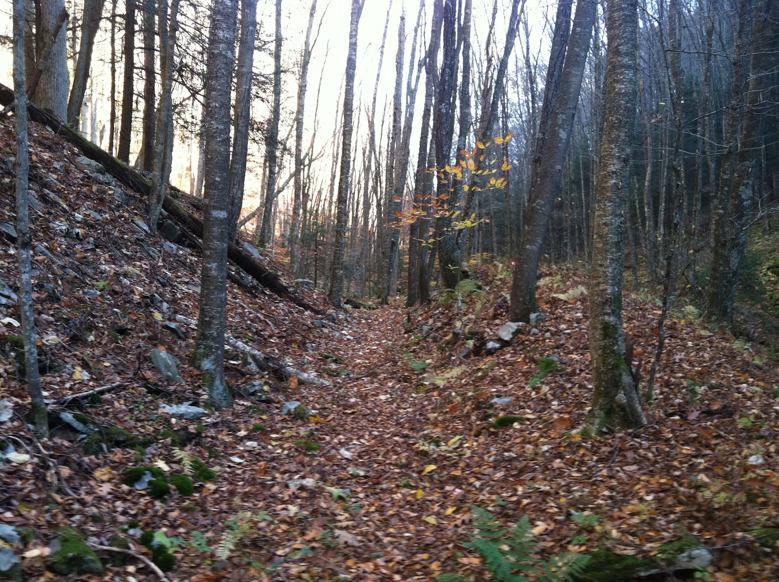 Weather In Laurel Fork Va at Johnny Lopez blog