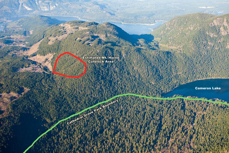 Vancouver Island Big Trees Logging Vancouver Island's Last Stands