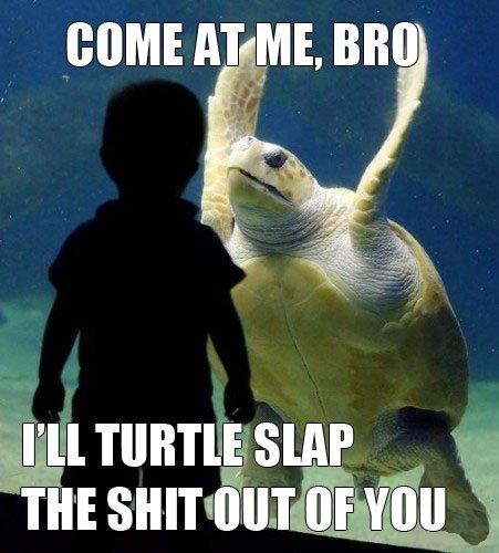 come-at-me-bro-i-will-turtle-slap-the-shit-out-of-you.jpg