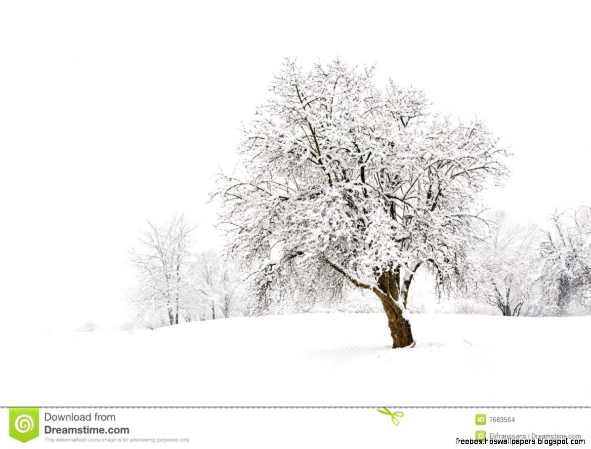 Snow Tree Stock Images Image 7683564 Snow Tree Stock Images Image 7683564