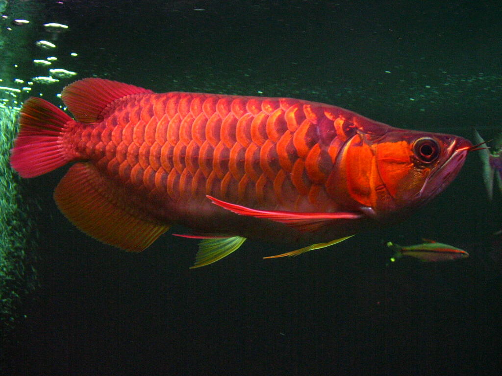 Ikan Arwana Merah