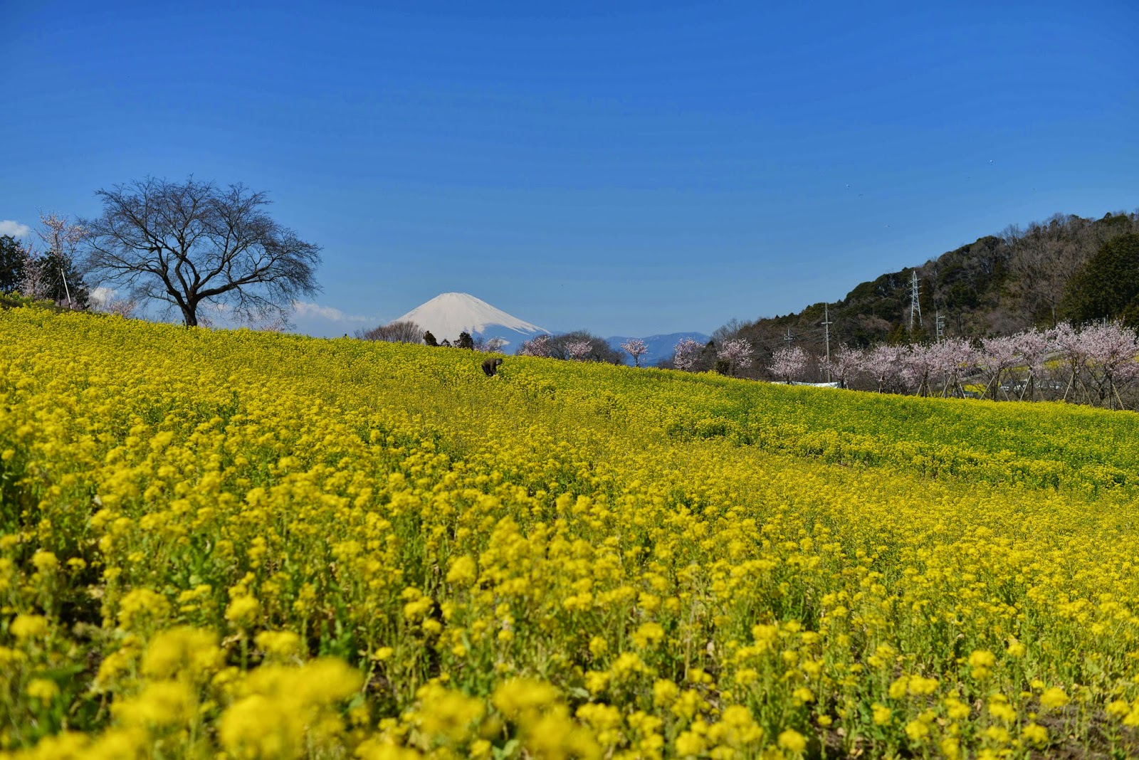 きた みた まけた 篠窪 菜の花 桜祭 神奈川県大井町