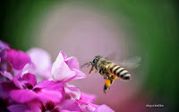 Bee and Flower Wallpaper 2