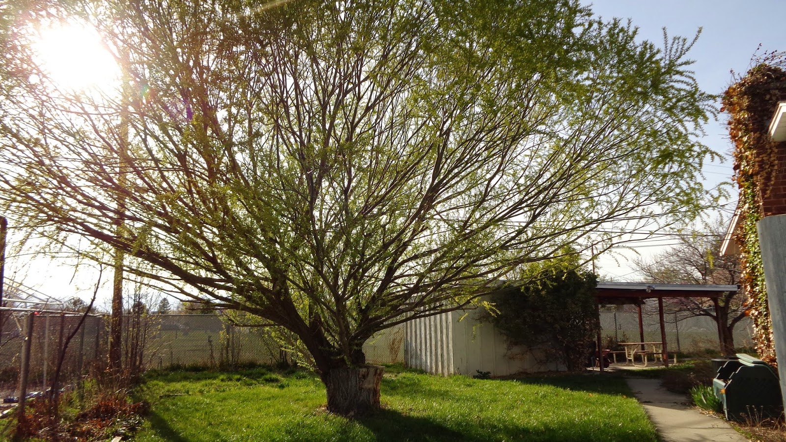 Creation and Compassion Globe Willow and National Garden Month