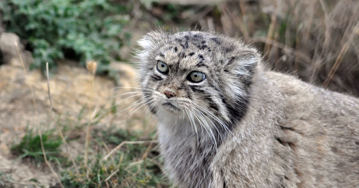 Top 8 Rare Species And Endangered Cats For Fum And Interesting