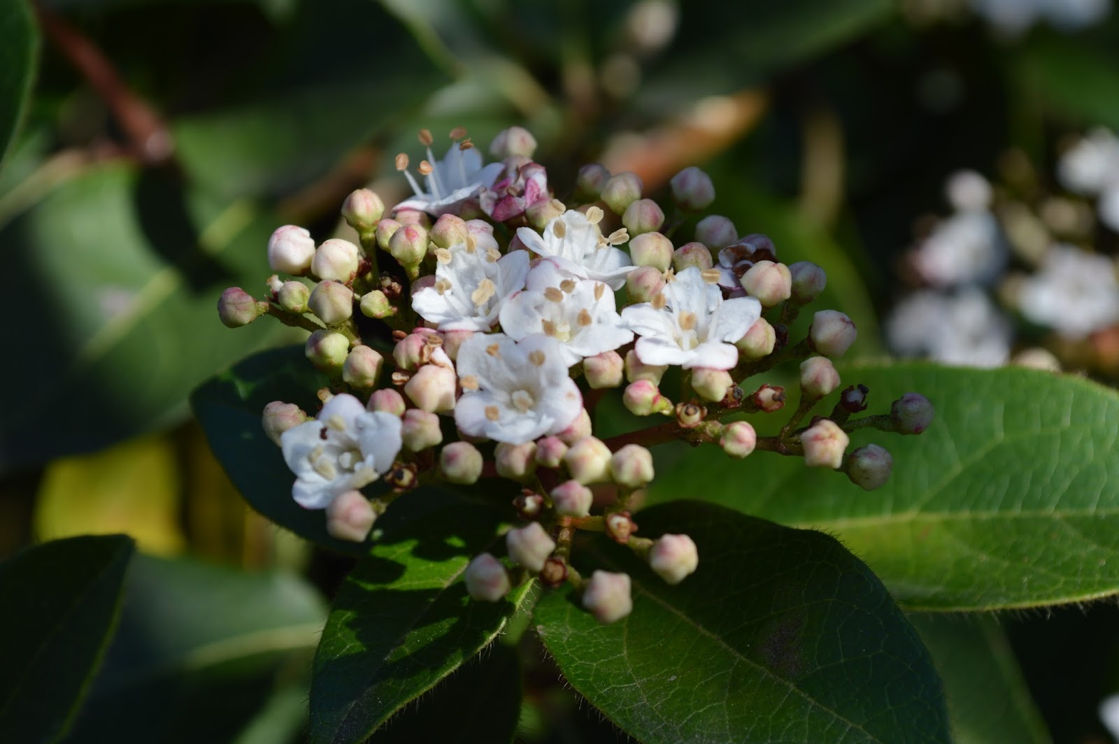 Hoe And Shovel Roses And Beyond