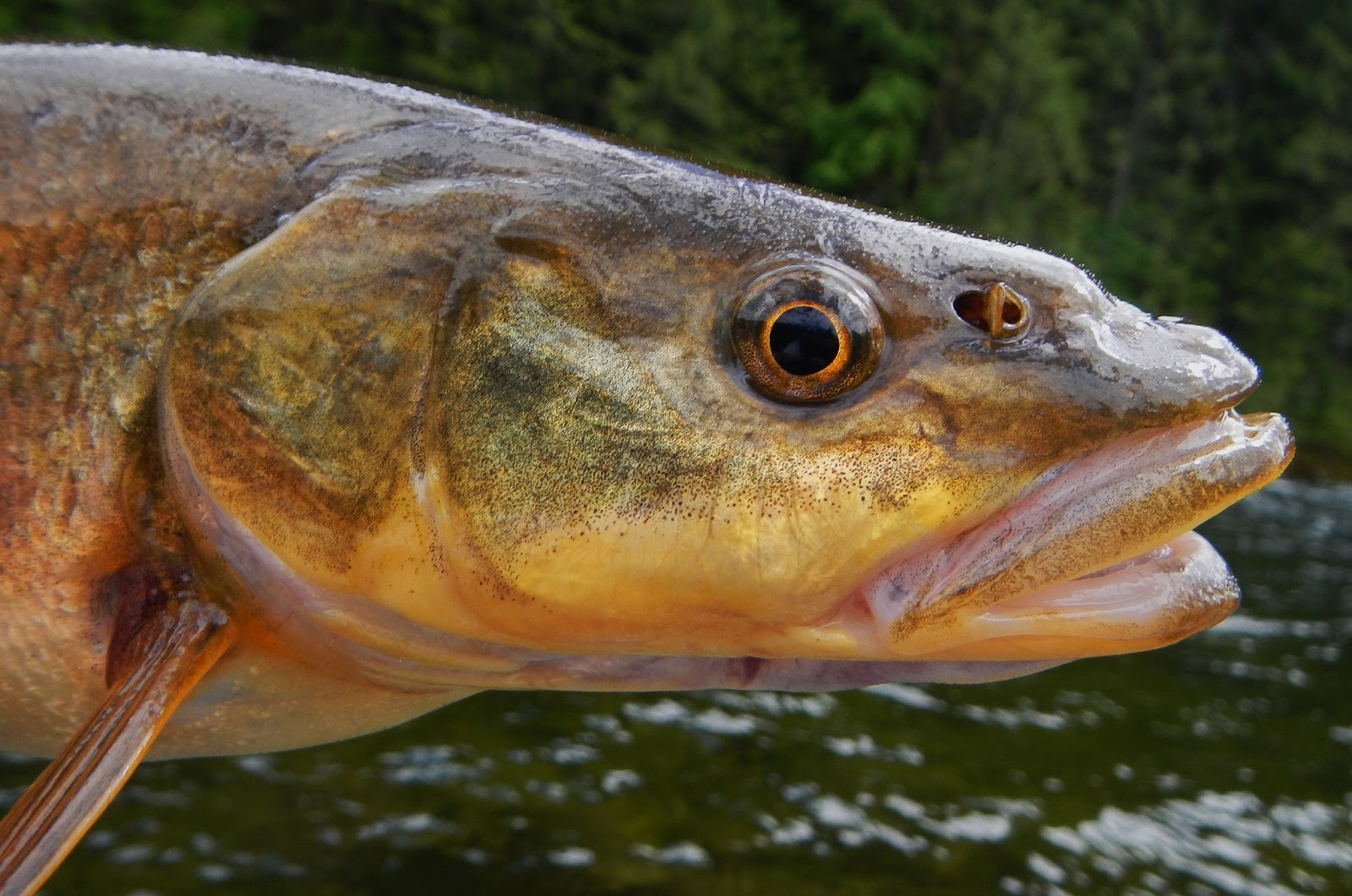 Bryanlikestofish 2013 Field Season Part II Three Rivers