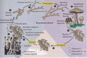 Siklus Reproduksi Basidiomycota